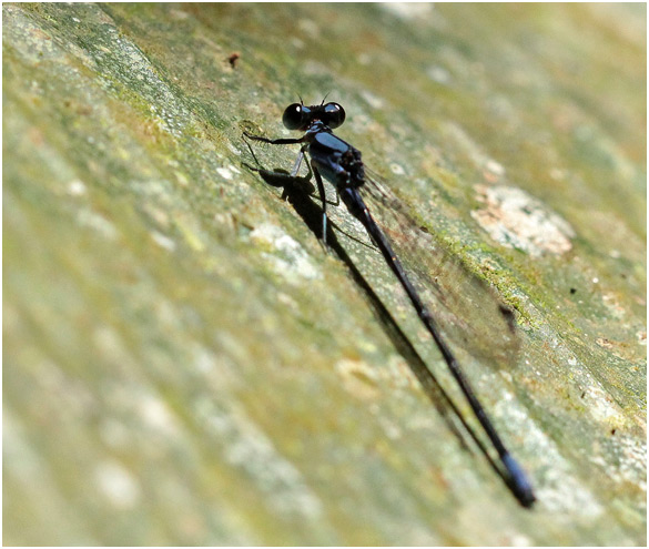 Argia talamanca mâle