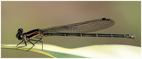 Argia translata