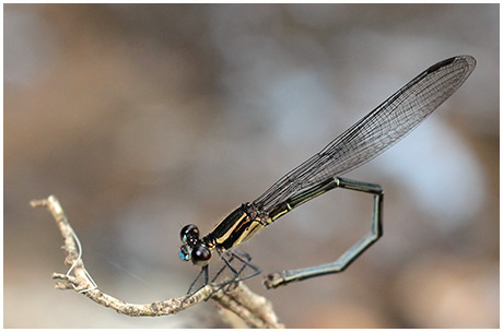 Dusky Dancer female