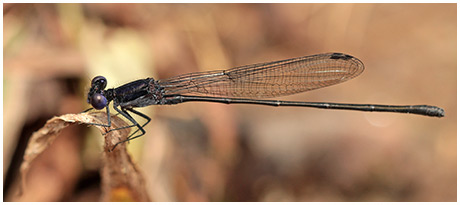 Argia translata mâle