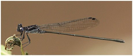 Argia translata mâle