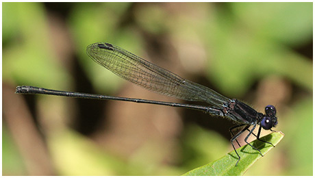 Dusky dancer male