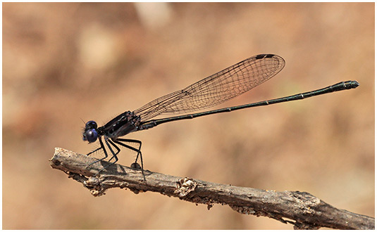 Argia translata mâle