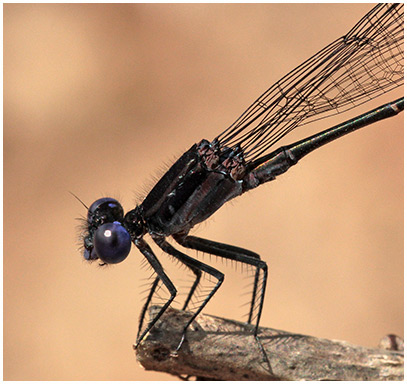 Dusky dancer male