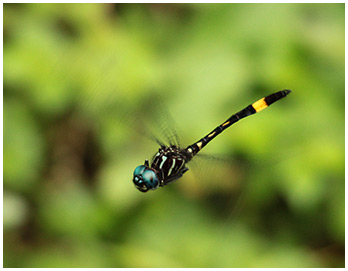 Racious Clubskimmer