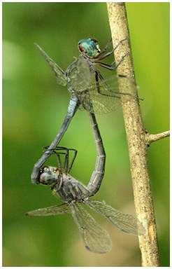 Cannaphila insularis accouplement