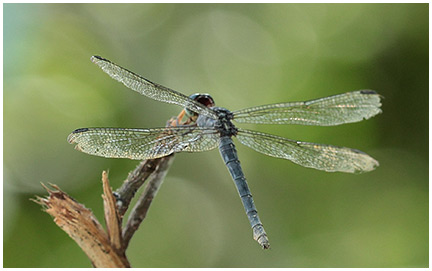 Cannaphila insularis