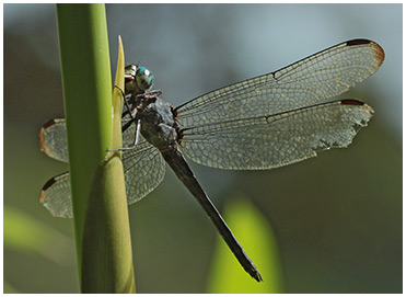 Cannaphila insularis