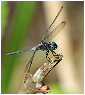 Gray-waisted Skimmer