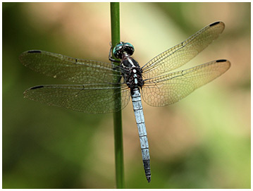 Many-striped Skimmer