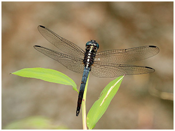 Cannaphila vibex mâle