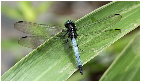 Many-striped Skimmer