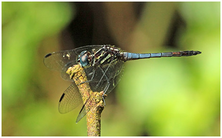 Cannaphila vibex mâle