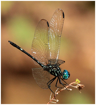 Dythemis nigra mâle