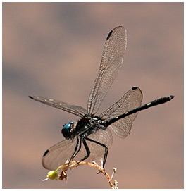 Dythemis nigra mâle