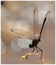 Dythemis nigra mâle