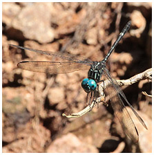 Dythemis nigra mâle