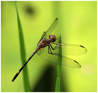 Dythemis sterilis femelle