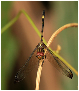 Dythemis sterilis femelle