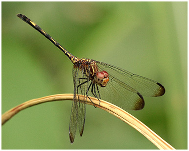 Brown Sewing female