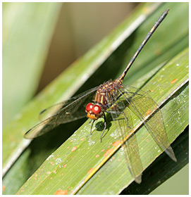 Dythemis sterilis