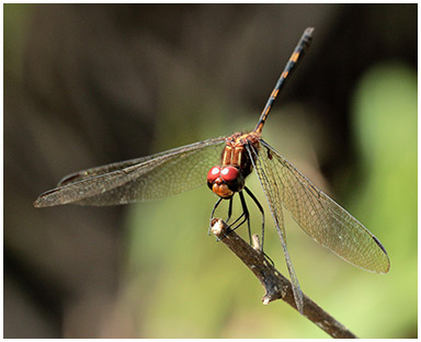 Dythemis sterilis