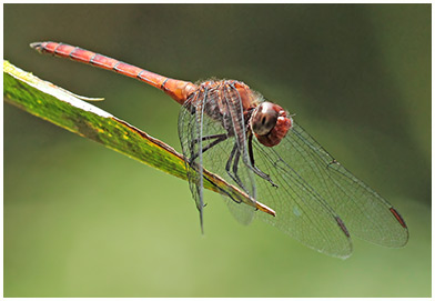 Golden Streamskimmer