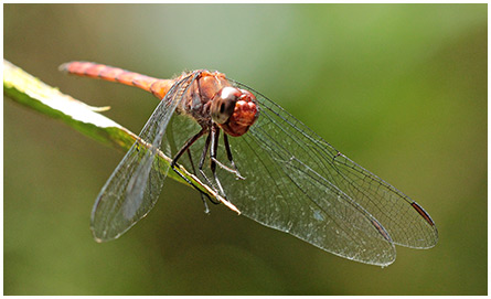 Elasmothemis cannacrioides mâle