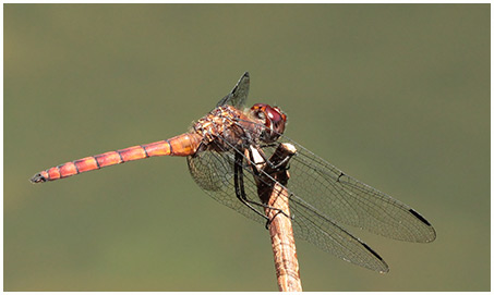 Elasmothemis cannacrioides mâle