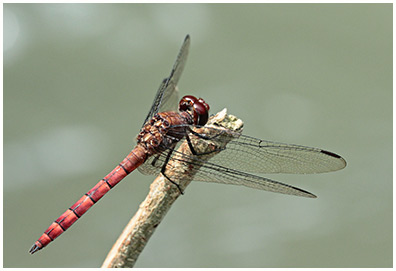 Elasmothemis cannacrioides