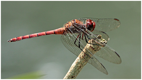 Elasmothemis cannacrioides mâle