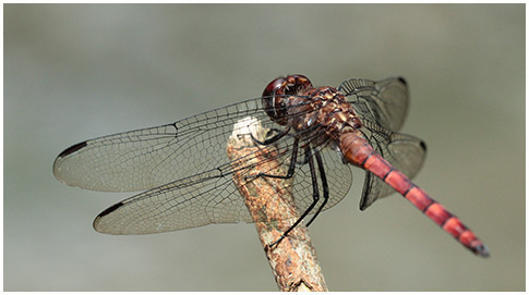 Golden Streamskimmer male