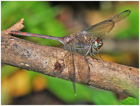 Erythemis haematogastra female