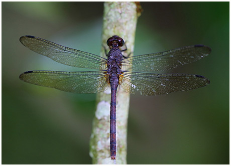 Erythemis haematogastra female