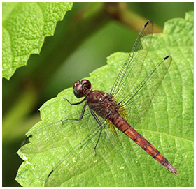 Claret Pondhawk female