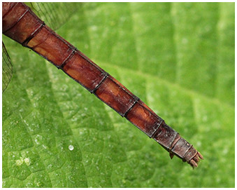 Erythemis mithroides femelle