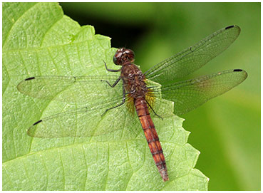 Erythemis mithroides femelle