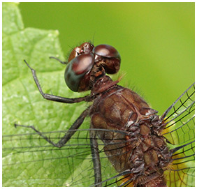 Erythemis mithroides femelle