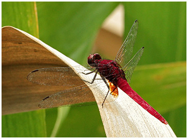 Erythemis mithroides mâle