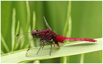 Erythemis mithroides mâle