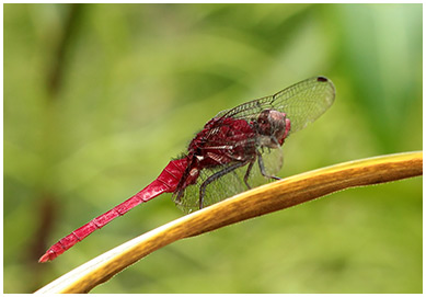 Claret Pondhawk male