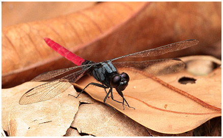 Erythemis peruviana