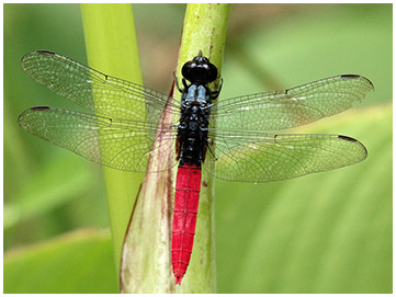 Flame-tailed Pondhawk