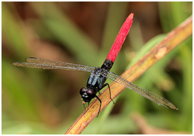 Erythemis peruviana