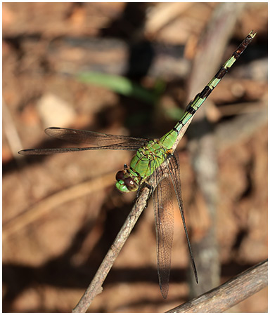 Erythemis vesiculosa femelle