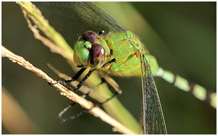 Erythemis vesiculosa femelle