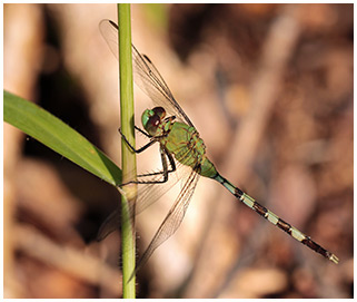 Erythemis vesiculosa mâle