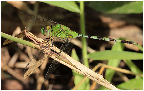 Erythemis vesiculosa mâle