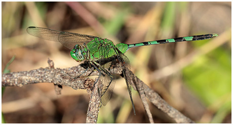 Great Pondhawk male