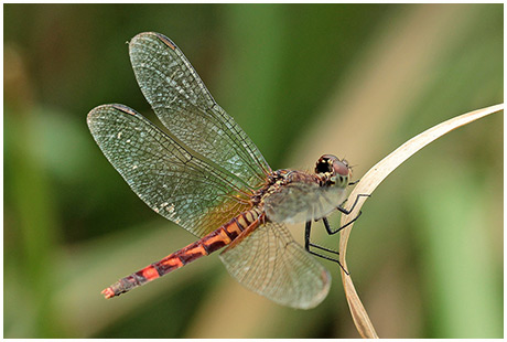 Erythrodiplax fervida femelle